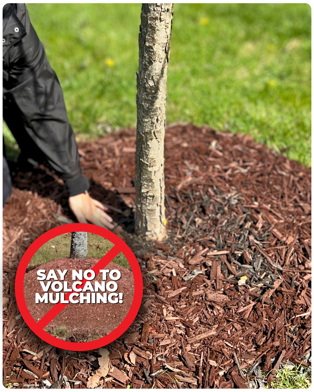 Volcano mulching is a no no